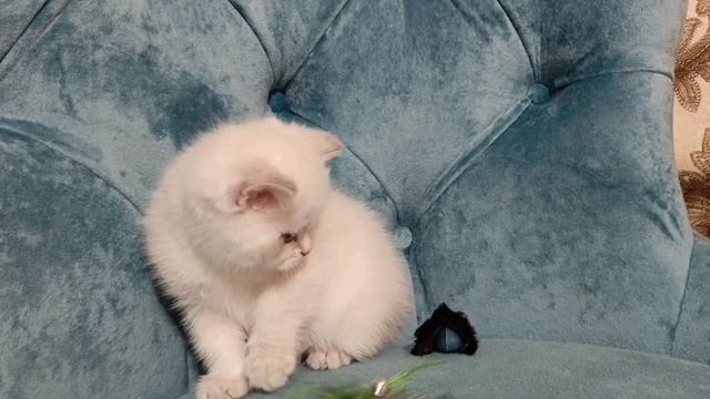 Шотландский котенок Белый поинт