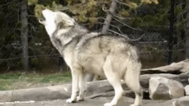 ДУША ВОЛКА. смотреть онлайн