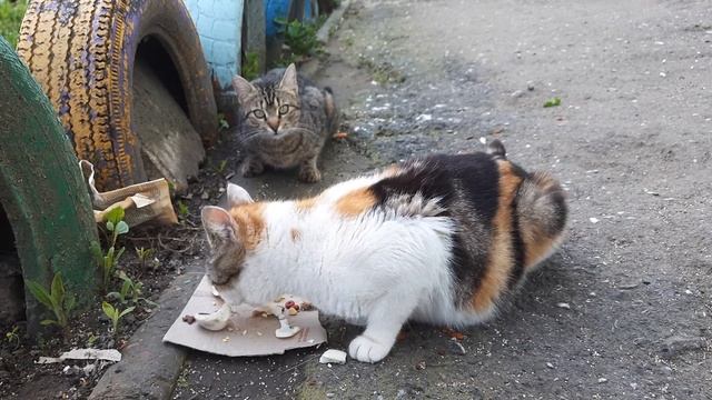 Две беременные кошечки)😻😻 смотреть онлайн