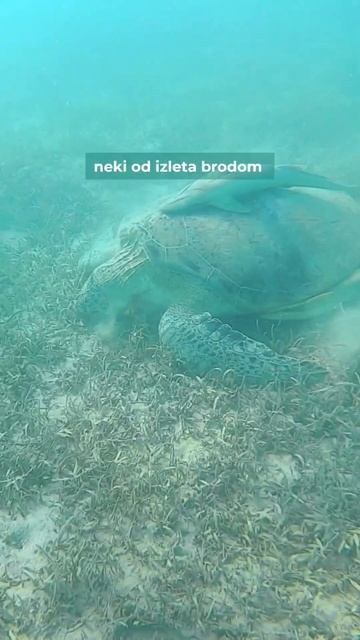 Otrovna riba, delfini, kornjača - u Egiptu je dovoljno samo da zagnjuriš смотреть онлайн