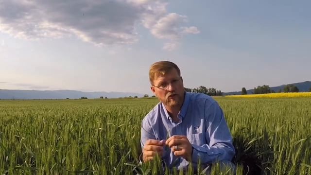 In-season fertilization can influence protein in wheat смотреть онлайн