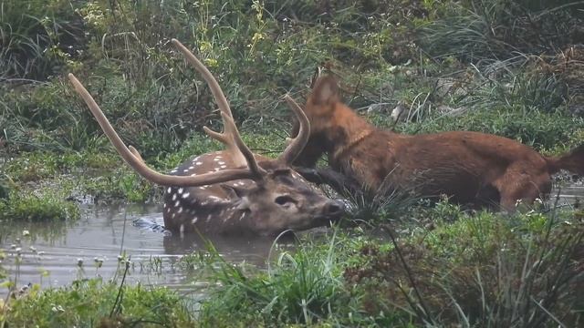 📹 Жестокая природа - Индийские дикие собаки (красные волки) охотятся на пятнистого оленя смотреть онлайн