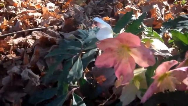 The Christmas Rose #vlomo11 - Day 25 смотреть онлайн