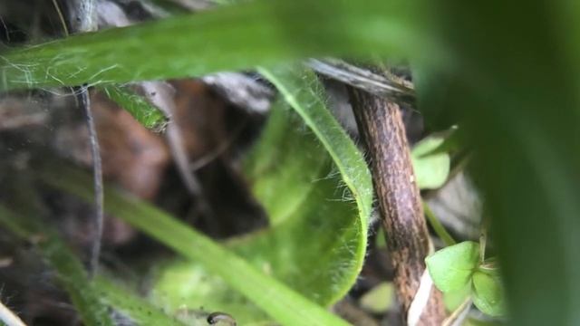 A Butterfly's World: The Bay Checkerspot Returns to San Bruno Mountain смотреть онлайн