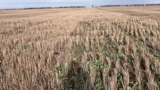 Рапс в No-till смотреть онлайн