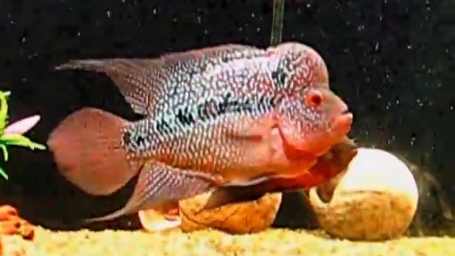 Flower Horn смотреть онлайн