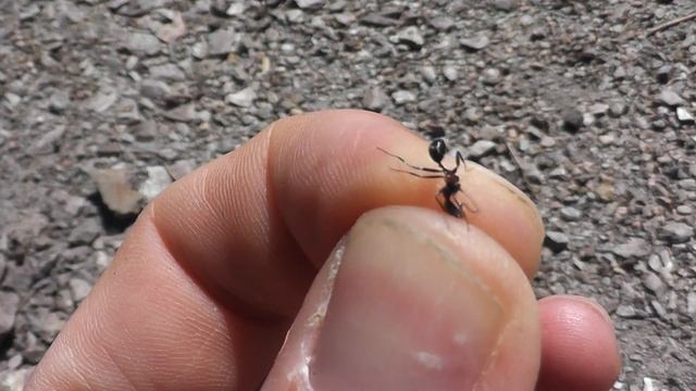 02 06 13 Aphaenogaster mit Parasit смотреть онлайн