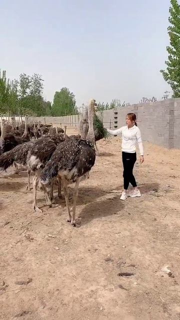 Amazing Ostriches Farm ! Happy Working at Ostriches farm , Feeding to ostriches #ostrich #short20 смотреть онлайн
