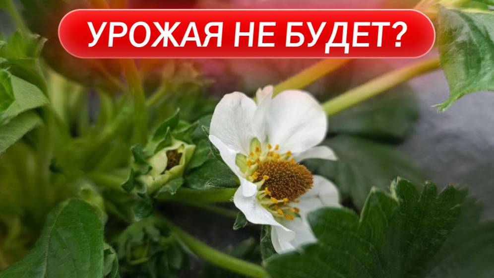 Урожая не будет? Клубника после заморозков: шокирующие последствия + план спасения смотреть онлайн
