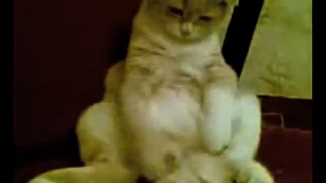 Котик и стручок смотреть онлайн