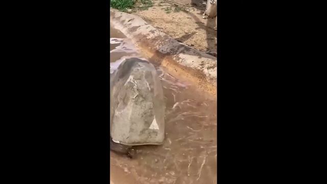 Новый выид черепахи - гибрид камня и выдры смотреть онлайн