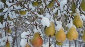Зимняя груша лучшие сорта для средней полосы и Подмосковья - Деревья