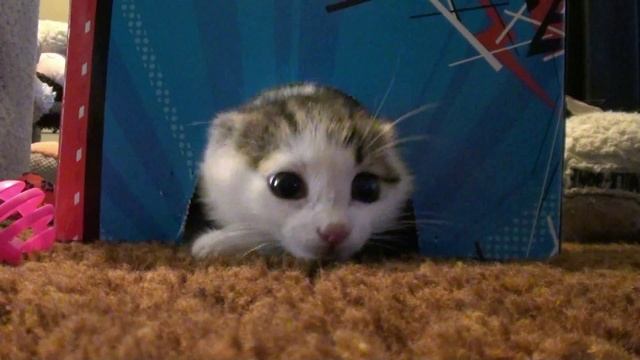 Meet Figaro the cat. смотреть онлайн