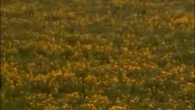 Медоносная пчела смотреть онлайн