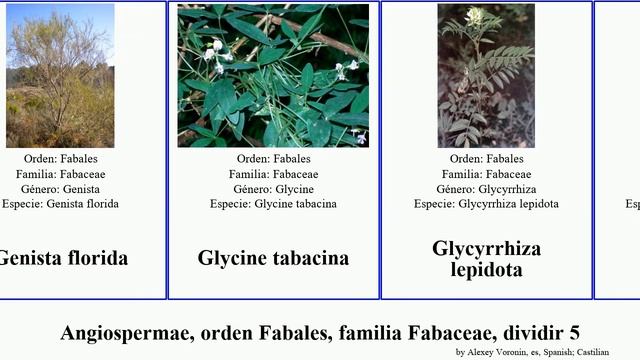 Angiospermae, orden Fabales, familia Fabaceae, dividir 5 indigofera erythrina entada genista negro смотреть онлайн
