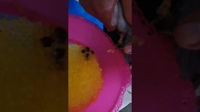 Как получить Икру с рыбы - Вот. смотреть онлайн
