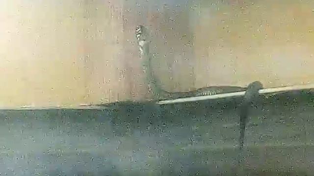 уж домашний смотреть онлайн