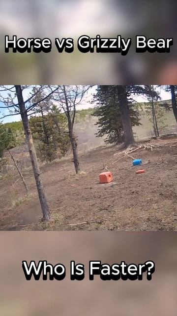 Horse vs Grizzly Bear | Who Is Faster? #grizzlybear #horse #whoisfaster смотреть онлайн