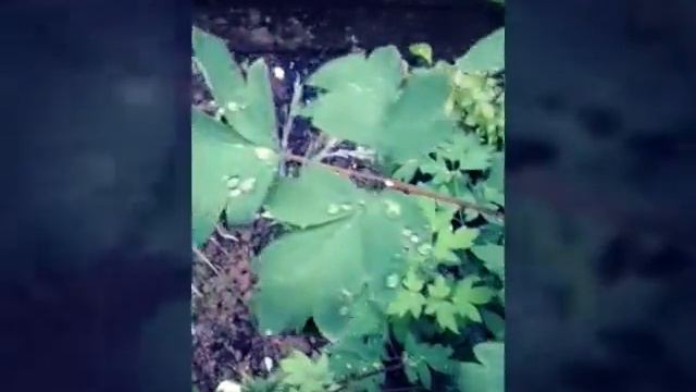 Весенний дождь!★ смотреть онлайн