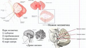 61 Ствол мозга