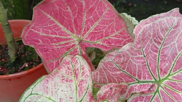 彩叶芋 Caladium Bicolor