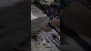Черви дендробена,разведение разным способом