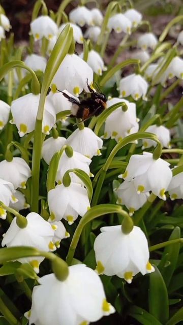 #весна #цветы #первоцветы #подснежники #веснапришла #апрель смотреть онлайн