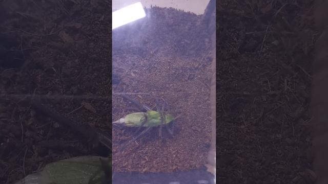Chinese Bush Cricket (Gampsocleis gratiosa) Hunting Another Predatory Katydid (Hexacentrus unicolor смотреть онлайн