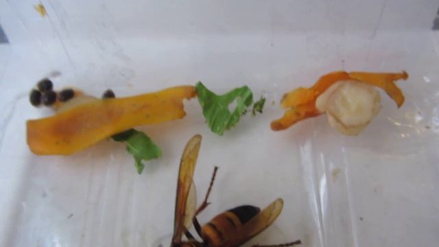 'Murder Hornet" queen - Asian Giant Hornet (Vespa soror)（大雀蜂、大胡蜂）1 смотреть онлайн