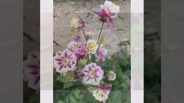 Özdemir Erdoğan-Bana Ellerini Ver