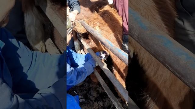 Кастрация бычков смотреть онлайн