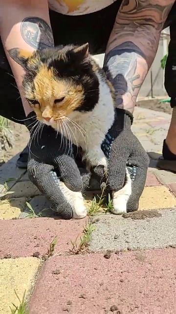 Кошка помощница , рвет травку вместе с нами.The cat loves to help, put the site in order. #cat #cut смотреть онлайн