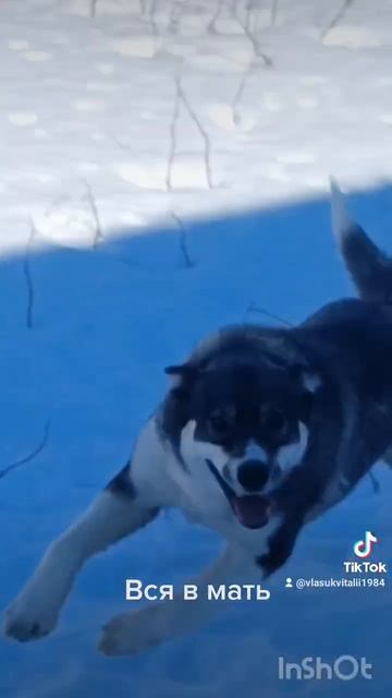 Гены дают о себе знать #dog смотреть онлайн