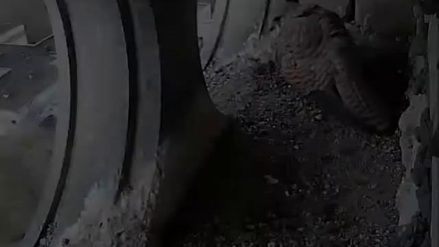 Самец приносит грызуна, рядом пролетает самец из соседнего гнезда смотреть онлайн