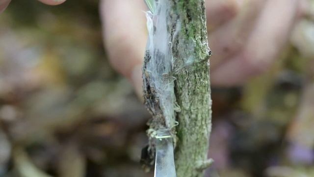 Purseweb Spider (Sphodros sp) Collection смотреть онлайн