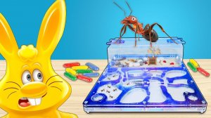 Что произошло с муравьями в формикарии желейного зайца Харитона?