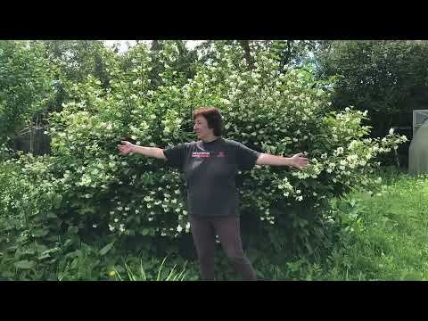 Как правильно обрезать жасмин (чубушник), чтобы ежегодно получать обильное цветение? смотреть онлайн