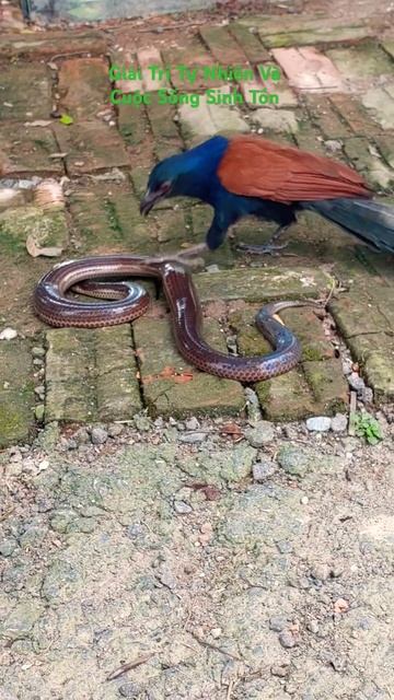 #nature #viral #shorts #Bìm Bịp Bắt Rắn #природа Khắc Tinh Loài Rắn #рысь #лиса #youtubeshorts #yt смотреть онлайн