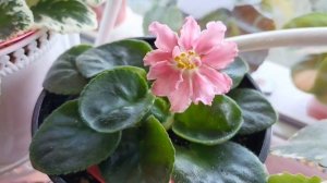 Селекция сортовых фиалок. Опыление сенполий. Как выбрать родительские растения для селекции фиалок!