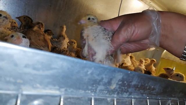 В поддержку Лены Коптевой, для Ирины Леванчук. смотреть онлайн