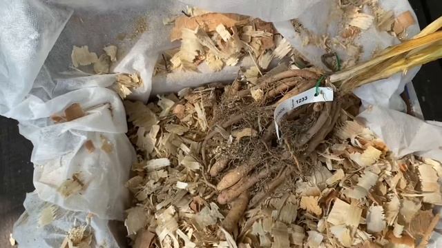 Распаковочка. Новые лилейники с Кубани. смотреть онлайн