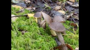 "ПО ГРИБЫ"   Шувалова Светлана