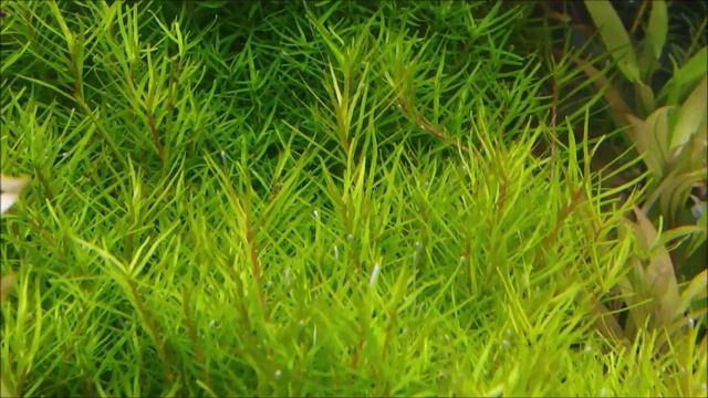 Rotala rotundifolia 'Spikey' (ロタラ　ロトンジフォリア　'スパイキー') смотреть онлайн