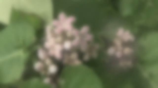 ガガイモ01_170821ガイコツ山 смотреть онлайн