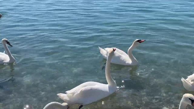Евпатория пляж на набережной Терешковой,19 июня 2024 🦢🦢🦢 смотреть онлайн