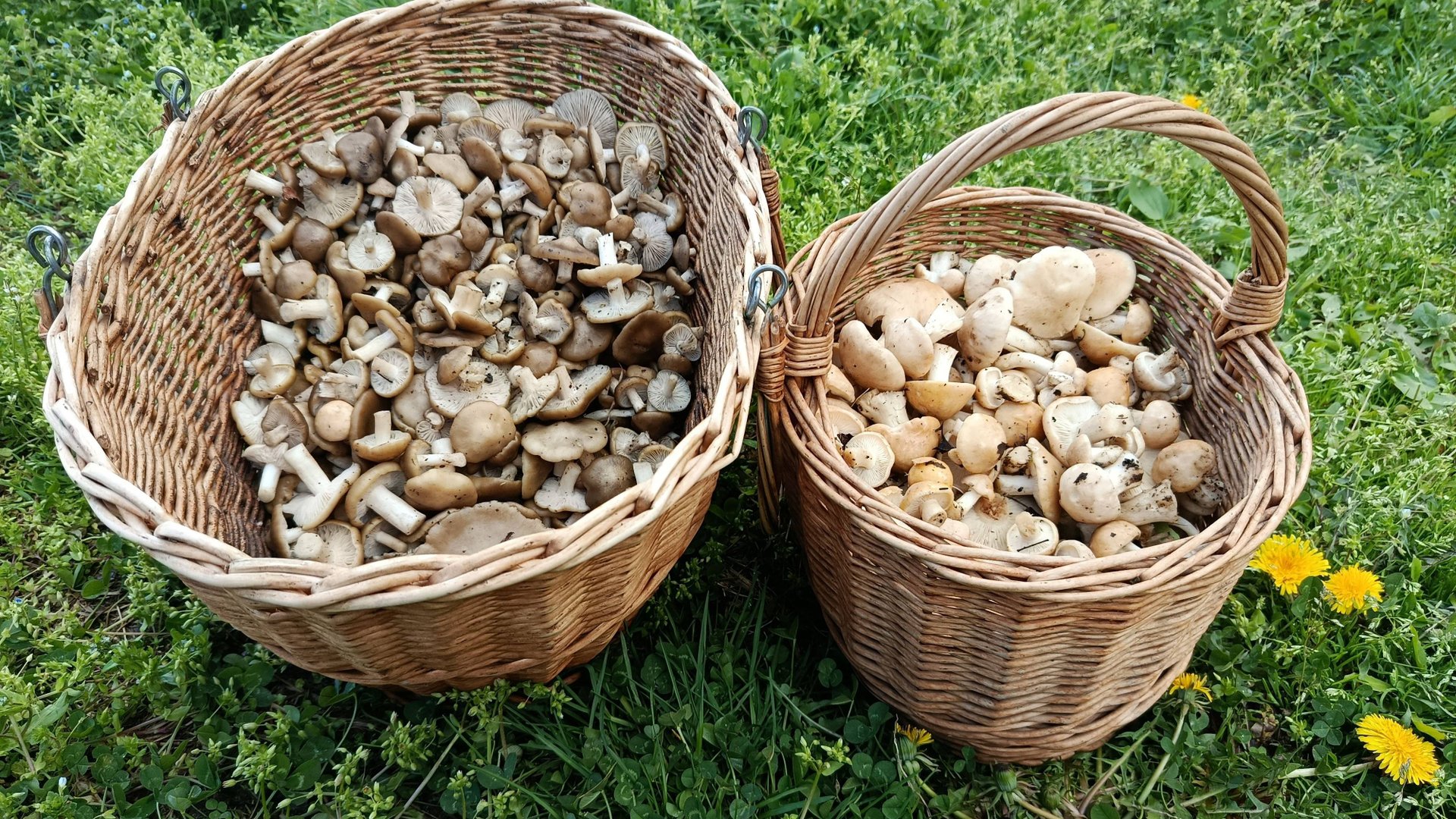 РЯДОВКА МАЙСКАЯ и ЭНТОЛОМА САДОВАЯ! По грибы 12 апреля 2025 года. смотреть онлайн