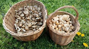 РЯДОВКА МАЙСКАЯ и ЭНТОЛОМА САДОВАЯ! По грибы 12 апреля 2025 года.