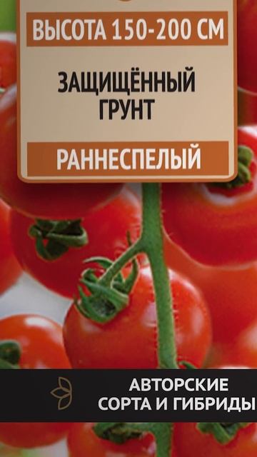Урожайный томат черри для выращивания в теплице. Томаты черри для консервации. смотреть онлайн