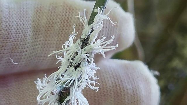 МАДАГАСКАР, 2024. Штраф за видеосъёмку, вопли в джунглях и змея в руках. Парк Анджа.18 СЕРИЯ смотреть онлайн