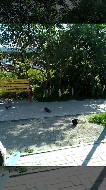 скоростные голуби :) смотреть онлайн